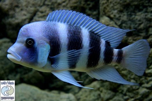 Cyphotilapia gibberosa 'Cape Mpimbwe'